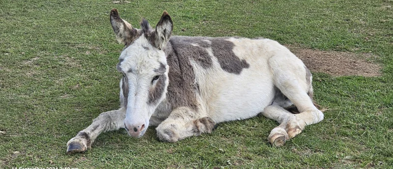 Isle of Wight Donkey Sanctuary